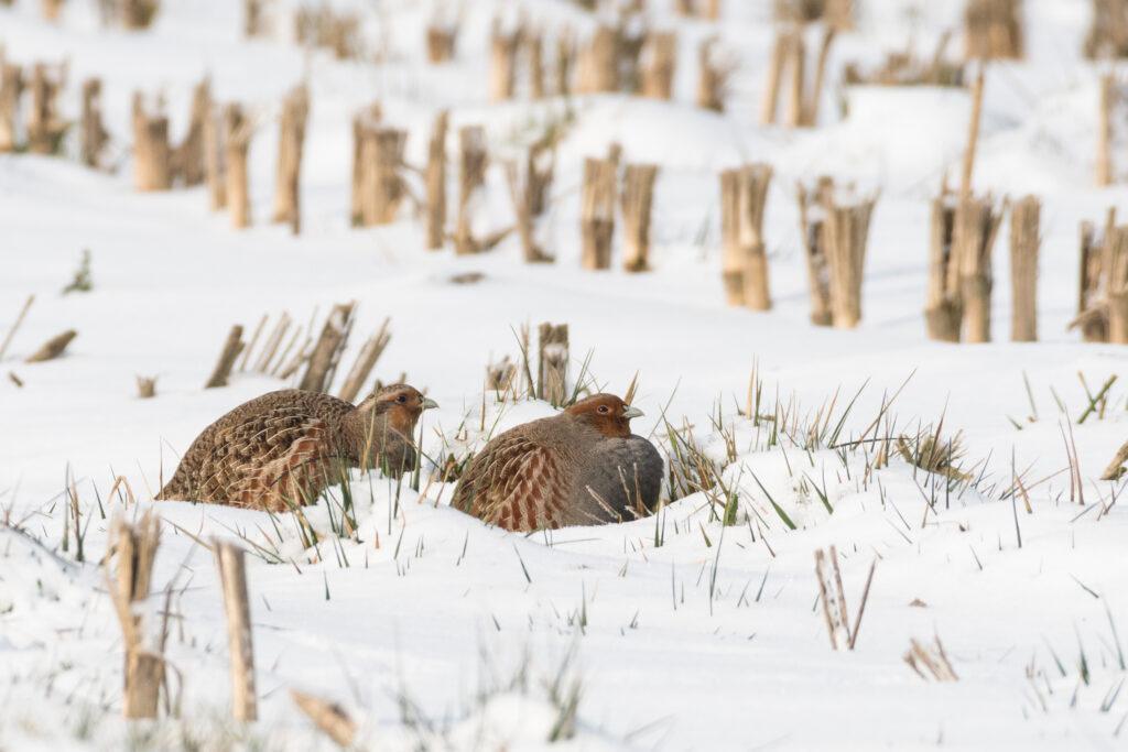 Copyright_JvdK_patrijs_gezenderde_hen_met_haan_sneeuw_winter_20210211