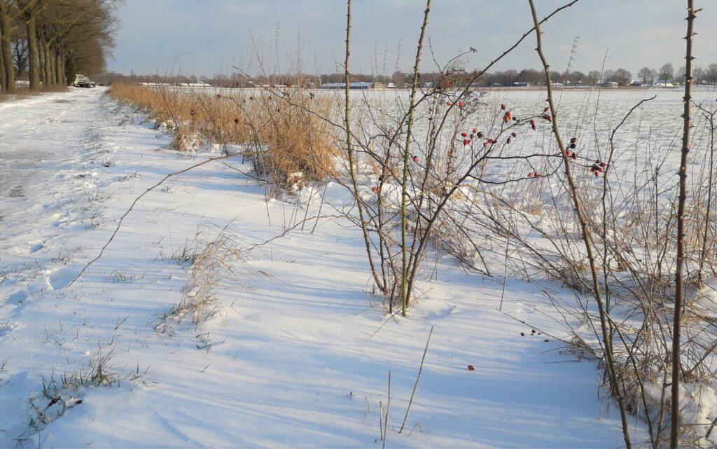 Copyright_Willem-Maris_stekelstruweel_langs_pad_patrijs_winter_2021_sneeuw