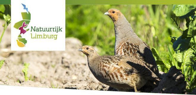 NaLi-nieuwsbriefheader-patrijs-01